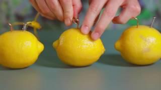 How To Make A Lemon Battery | Johns Hopkins Center for Talented Youth