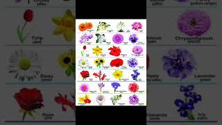 learn  flowers name in ENGLISH with its HINDI meaning ll