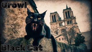 Chilling Black Cats Melody️Daily Dark Gothic Black Metal 【Growl 66】