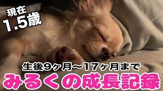 【犬】チワワのみるく・生後9ヶ月〜17ヶ月の成長記録・総集編