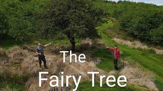 The Fairy farm tree, sheep shearing, Fertilizer spreading #farming #lambs #summer #shepherd #animal