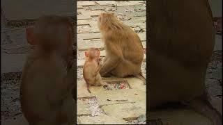 Luno: Growing Up Different 36 #shorts #cuteanimal #cutemonkey