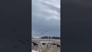 Feet-down late season honker hunting. The best canada goose hunting in Saskatchewan