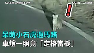 呆萌小石虎過馬路　車燈一照竟「定格當機」｜三立新聞網SETN.com