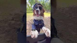 If Willy was a police officer, this would be his day  #funny #police #dog Audio:Devonpalmer