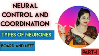 |Types of Neurones||Apolar, unipolar, pseudounipolar, bipolar, multipolar neurones||Part-1|