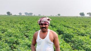 Sanket  -Saivi Seeds pvt ltd  -  Kiran Hybrid seeds , Ballari