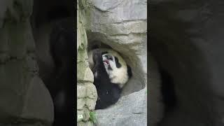 秀辰宝宝，让你模仿，没让你超越啊#大熊猫水秀崽 #大熊猫秀辰