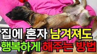 강아지 혼자 두고 나와도 행복하게 기다리게 해주는 방법 10가지