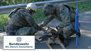 Neuer Lehrgang: Erste Hilfe für Bundeswehr-Diensthunde im Einsatz