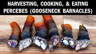 Percebes: Harvesting, Cooking, & Eating Gooseneck Barnacles (Percebes) on the Beach (Catch & Cook)