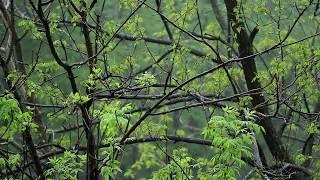  Rain Ambient Sounds with Raindrops Falling on Leaves & Trees for a Relaxing Ambiance for Sleeping.