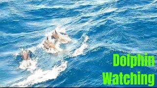 Dolphin Watching - Princess of Lanka - Trincomalee