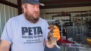 Spatchcocking jumbo coturnix quail. How to process quail at home.