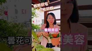 慈文醫師的私藏美麗秘訣，大公開！#shorts #曇花 #慈文醫師 #醫能好物市集