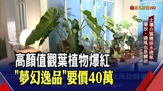 療癒系觀葉植物超夯 "斑點"象徵身價! 新手入坑怎照顧?達人教戰變身綠手指｜非凡財經新聞｜20210908