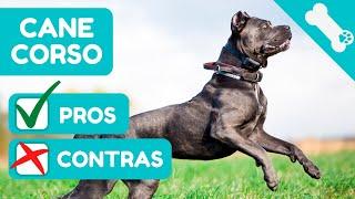 ADVANTAGES and DISADVANTAGES of owning a CANE CORSO  PROS  CONS of CANE CORSO Dogs