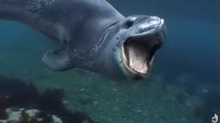 Leopard Seals, Lords of the Ice | Documentary