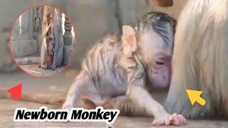 Adorable Newborn Monkey REFUSES to Let Go of Mom! || Newborn Baby Monkey || Poor monkeys