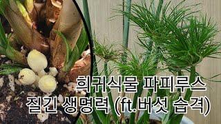 희귀식물 파피루스(Cyperus papyrus)키우기, 버섯습격까지