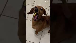 cute dog eats lemon! #shorts  #viral  #dogs  #doglover