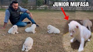 Mian Saqib ka Liye Junior Mufasa Select Kr Liya |White Lion Cub Update ‼️|