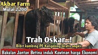 2.200...!!BIBIT KAMBING PE KALIGESING.GRATIS ONGKIR SE JAWA#bibitkambing #kambingpe #hargakambing