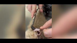 Removing larvae from cat's ear