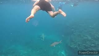 FIJI - Barefoot Kuata Reef Shark snorkel cruise