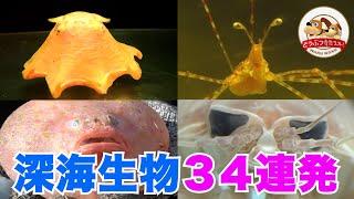 【深海生物まとめ】世界でも有数の深海生物スポット・駿河湾で大漁！不思議でカワイイ激レア生物たちをたっぷりご紹介【どうぶつ奇想天外／WAKUWAKU】