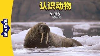 Meet the Animals 8: Walrus (认识动物 8： 海象) | Animals | Chinese | By Little Fox