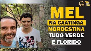 CAATINGA NORDESTINA VERDE E COLMÉIAS LOTADAS DE MEL. É A SUPERPRODUÇÃO DE MEL NO SERTÃO DO NORDESTE