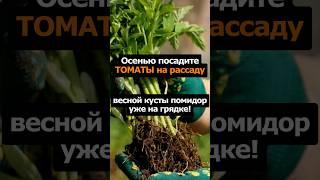 Осенью посадите томаты на рассаду #сад #огород #дача #садоводство #томаты