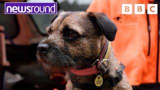 Adorable Dog helps Birds | Your Planet | Newsround