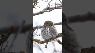 pygmy owl sound | Northern Pygmy Owl Perched On A Branch