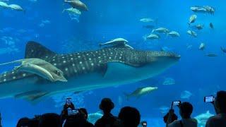 A 6,000kg WHALE SHARK through giant acrylic windows (Okinawa Churaumi Aquarium)