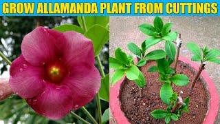 GROW ALLAMANDA FLOWER PLANT FROM CUTTINGS AT HOME/ALLAMANDA FROM CUTTINGS AT HOME/GARDENING 4U