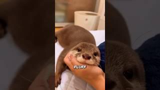 Otters are smarter than you think-and they know it  #otter #animals #cute