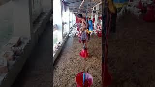 Spree in poultry farming #viral #youtubeshorts #farm #shorts #poultry