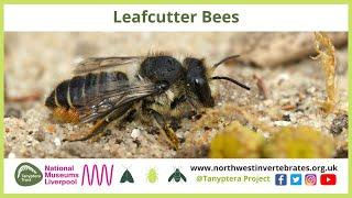 Leafcutter Bees