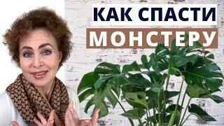 Как спасти МОНСТЕРУ. Размножение Монстеры черенками, листьями. Монстера особенности ухода.