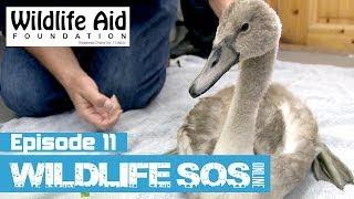 Wildlife SOS Online - Episode 11