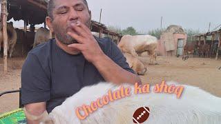 chocolate  ka shoq& progress  report