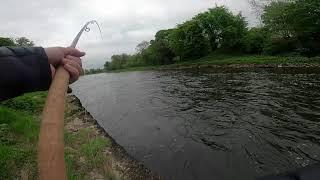 Epic battle with 24lb Irish Springer