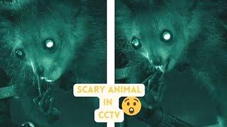 Scary Animal in Cctv Fotage || lolo news daily