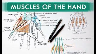 Muscles of the Hand - Origin, Insertion, Nerve Supply | Anatomy Tutorial