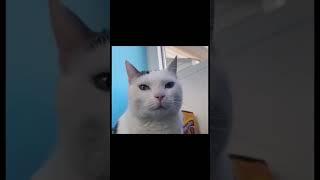fake sigma cat vs real sigma cat #cat#shorts#cats #catlover