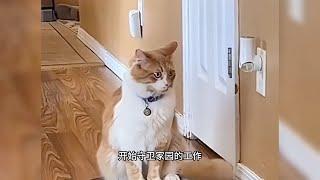 猫待在家里会无聊吗？还得是猫