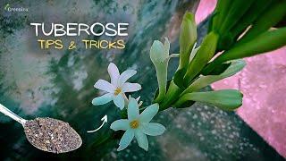 A Comprehensive Guide On Tuberose Plant Care! (Get More Flowers)