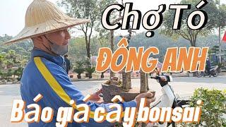 Báo Giá GL Cây Bonsai - Chợ Tó, Đông Anh